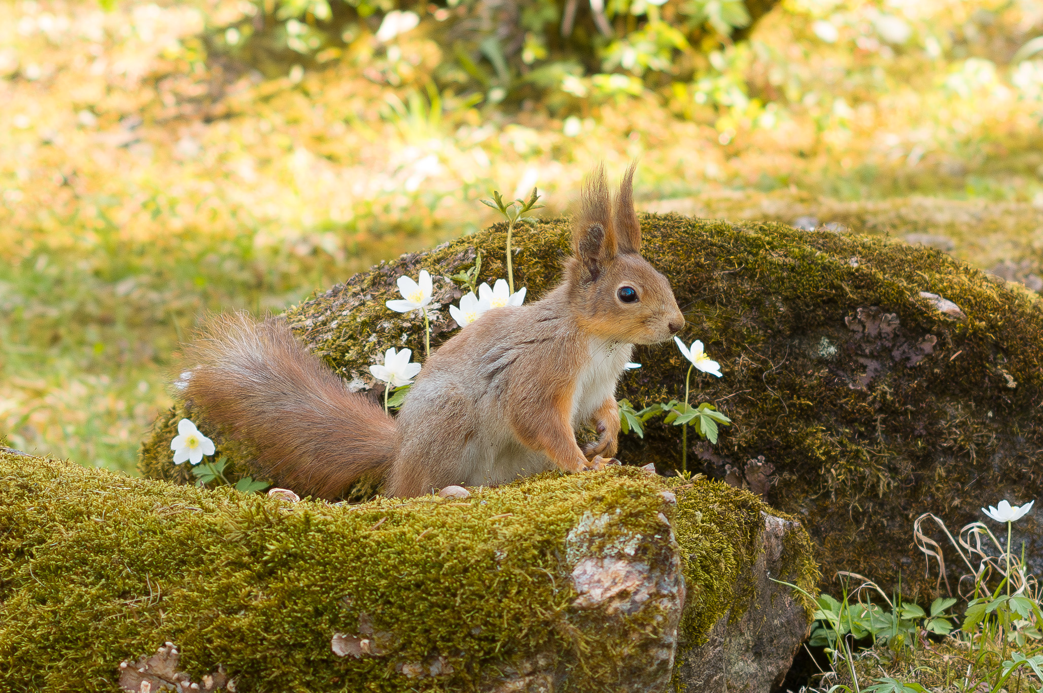 IMGP7960 Enhanced NR